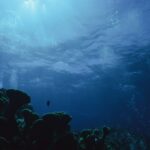 How Ocean Acidification is Transforming Marine Ecosystems: Impacts, Risks, and What You Can Do