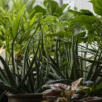 Proven Strategies for a Thriving Edible Indoor Garden All Year